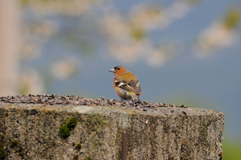 DSC_5482ret.JPG