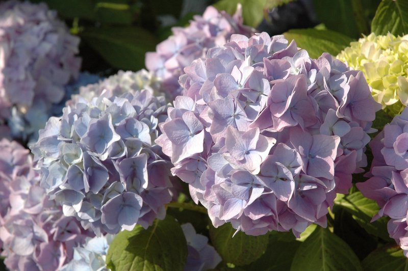 fleur1.JPG