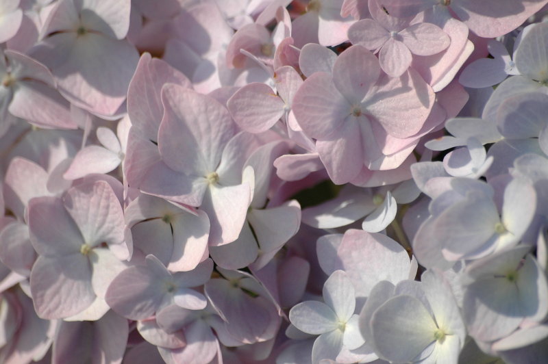 fleur3.JPG