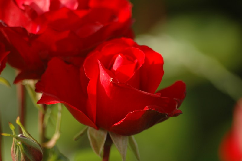 rose1.JPG