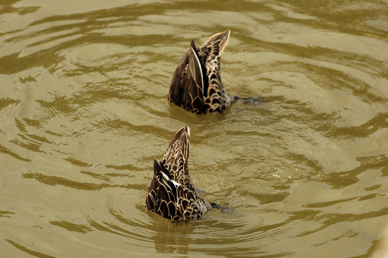 Canard2.JPG
