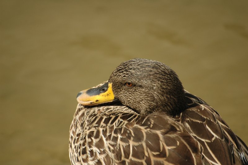 canard7.JPG
