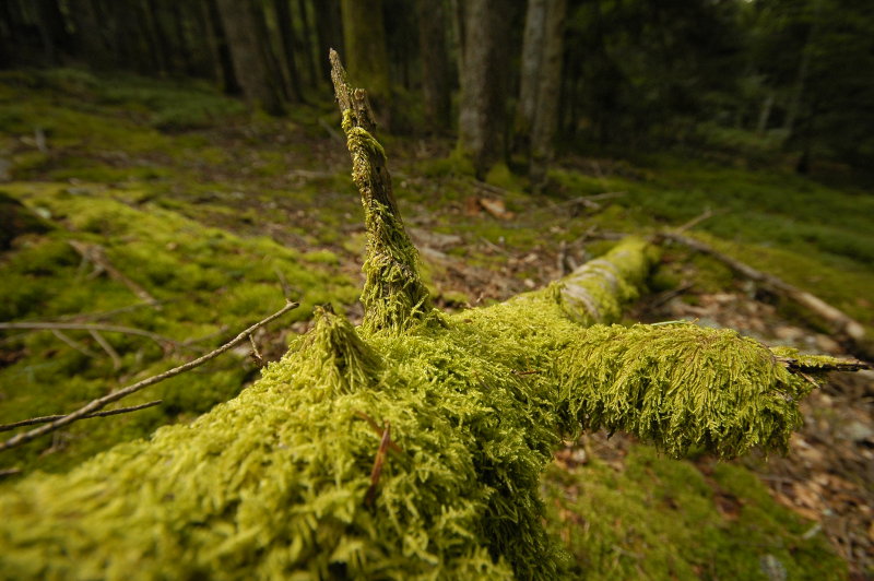 _DSC0059.JPG