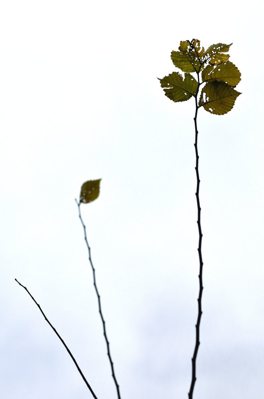DSC_1370ret.JPG