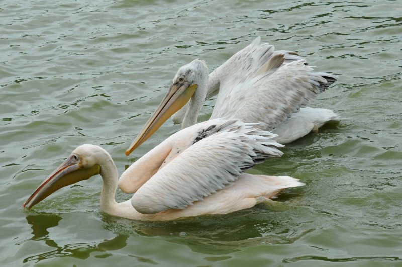 DSC_3819.jpg
