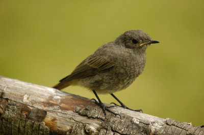 Oiseaux / Birds