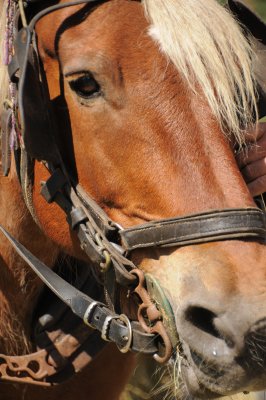 DSC_6663.JPG