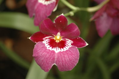 orchidee5.JPG