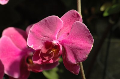 orchidee6.JPG