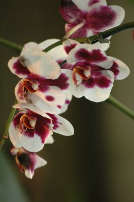orchide2.JPG