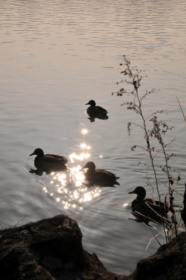 DSC_5090.jpg