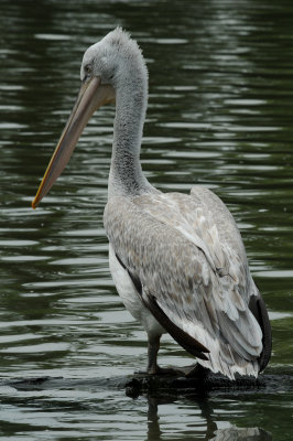 DSC_3904.jpg