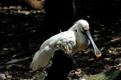 DSC_3957.jpg
