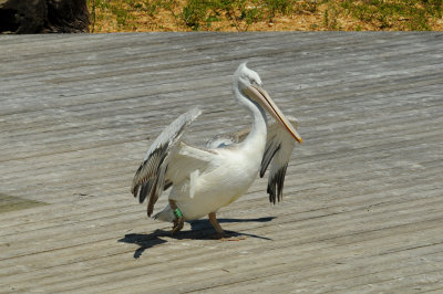 DSC_4037.jpg