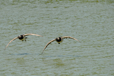 DSC_4298.jpg