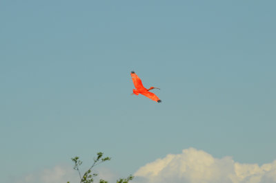 DSC_4366.jpg