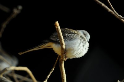 DSC_4562.jpg