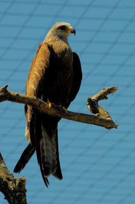 DSC_4571.jpg