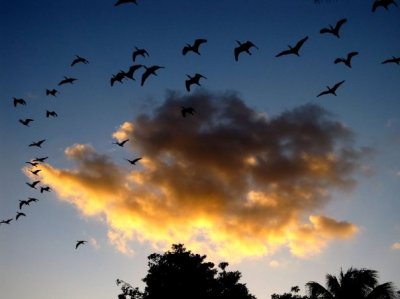 Evening Clouds