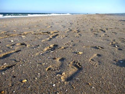 Footprint on the beach