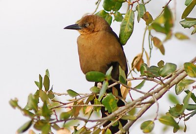 birds2.jpg