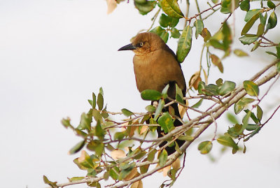 birds3.jpg