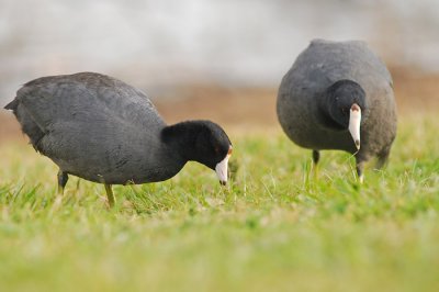 birds4.jpg