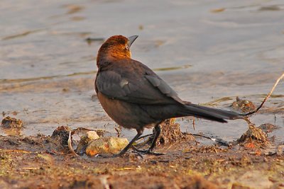 birds6.jpg
