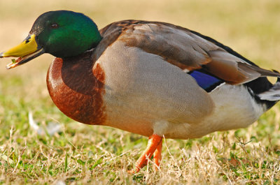 birds8.jpg