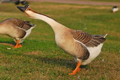 birds10.jpg