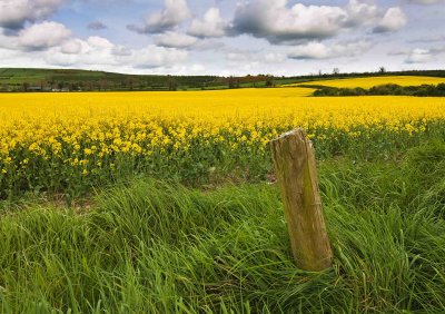 Field of rapeseed.jpg