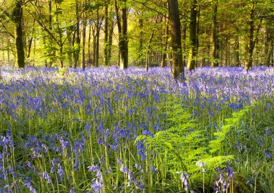 Jenkinstown Wood Co Kilkenny.jpg