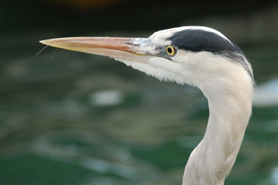 Grey Heron.jpg