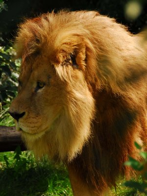 Lion.jpg