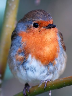 Robin.jpg