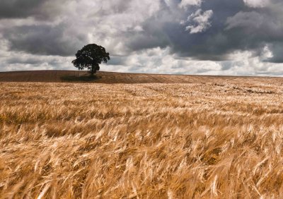 Field of golden barley.jpg