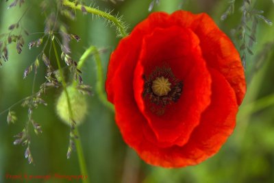 Lone Poppy.jpg