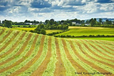 The Irish Countryside.jpg