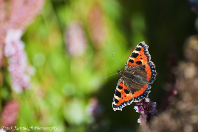 Butterfly.jpg