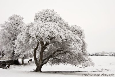 Horses In The Snow.jpg