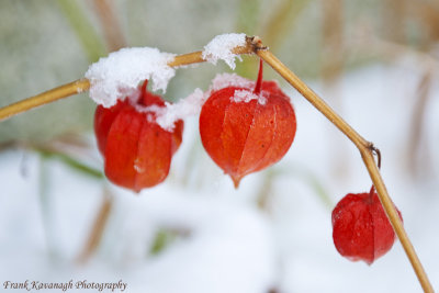 Chinese Lantern's.jpg