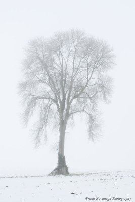Alone In The Freezing Fog.jpg