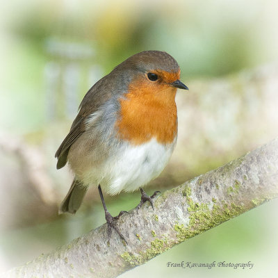 Robin