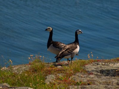 Gulholmen