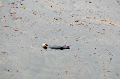 Sea Otter