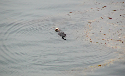 Sea Otter 2