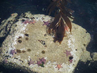 Starfish