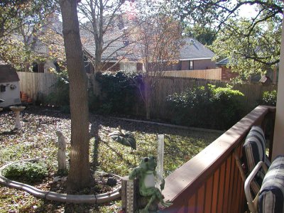 Before Tree Removal