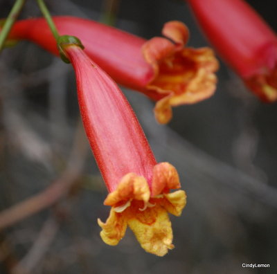 Ft George Island Flowers 4