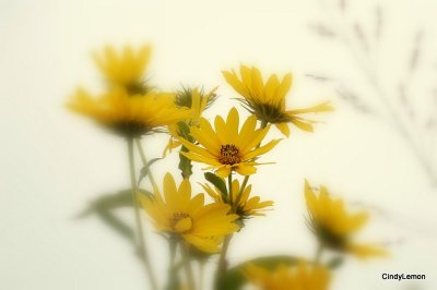 South Dakota Flowers 3